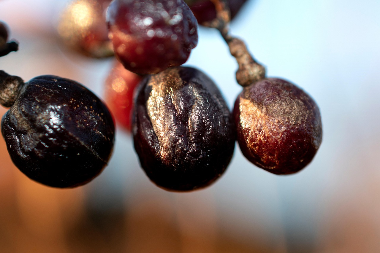 El vino moscatel de Málaga, una tradición con siglos de historia
